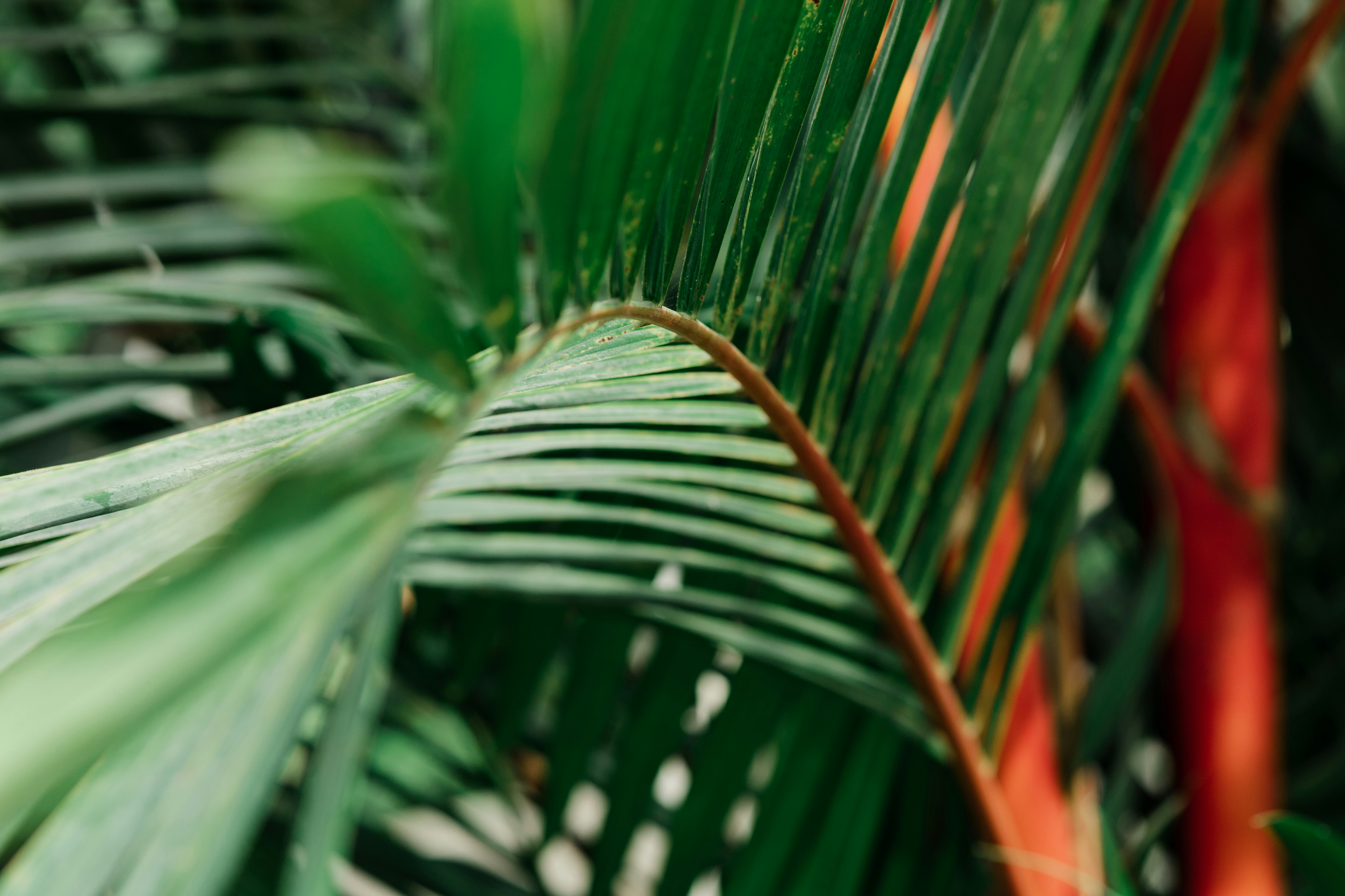 green leaf plant during daytime